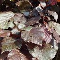 Corylus maxima 'Purpurea' feuille P18 P21